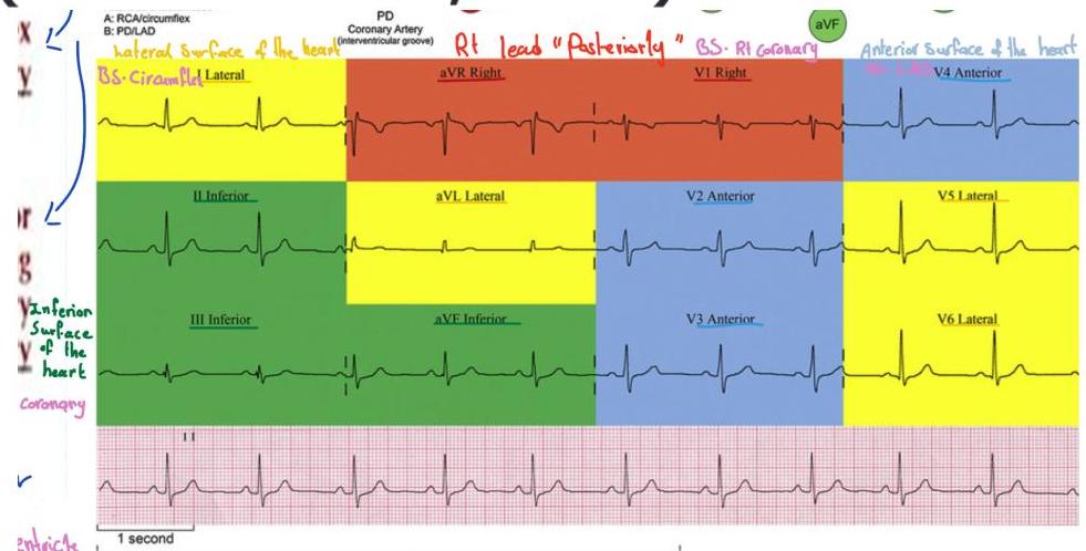 Physical Exam Overview
