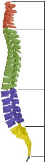 Spine anatomy