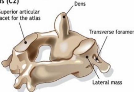 Axis anatomy