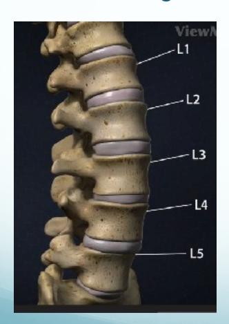 Lumbar anatomy