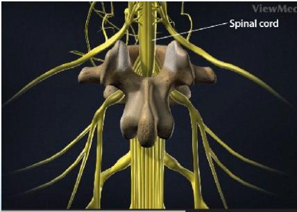 Spinal cord