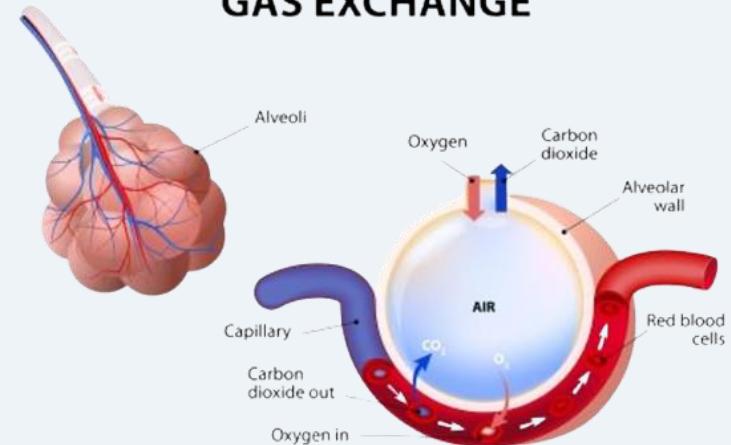 Alveolar gas exchange — illustration 1