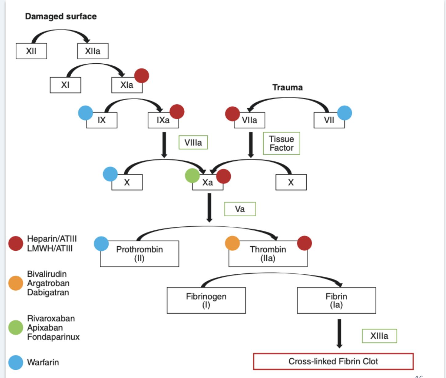 Anticoagulant therapy illustration — 2
