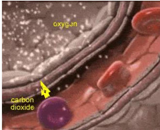 Alveolar-capillary gas exchange — overview