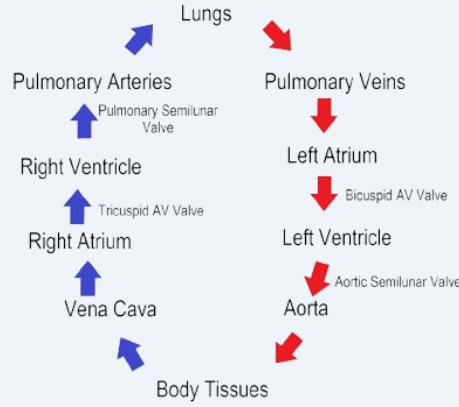 Virchow triad — panel 1