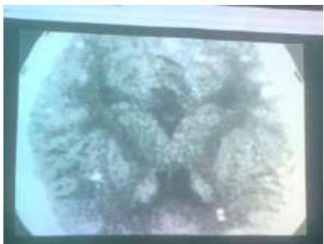 img-219.jpeg|345x260