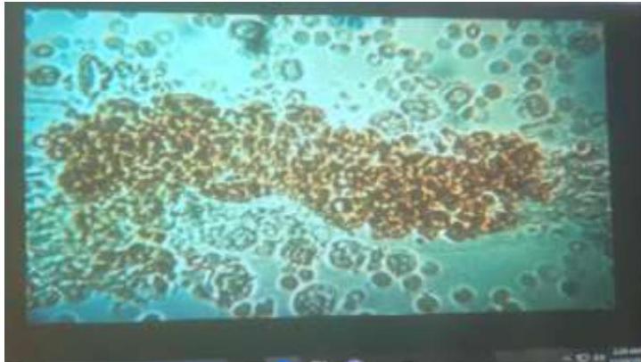 img-233.jpeg|344x194