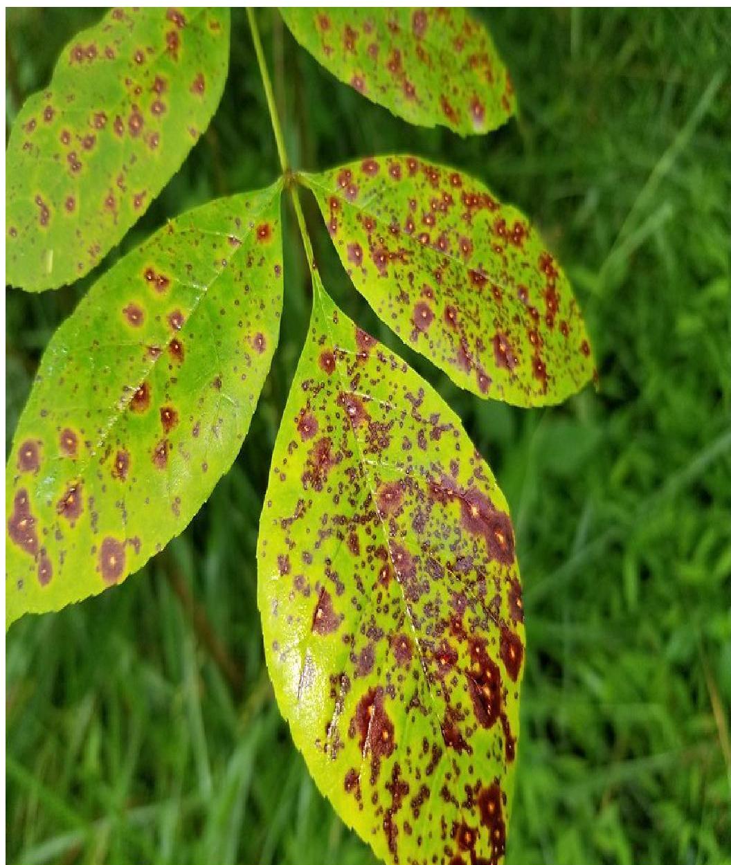 Ash-leaf spots