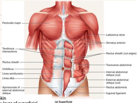 Superficial Abdominal Wall Muscles