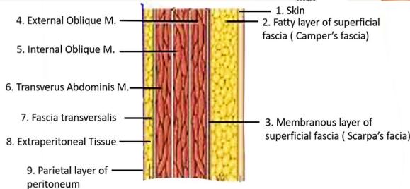 Abdominal Wall Layers Cross Section
