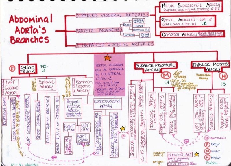 Abdominal Aorta Branches