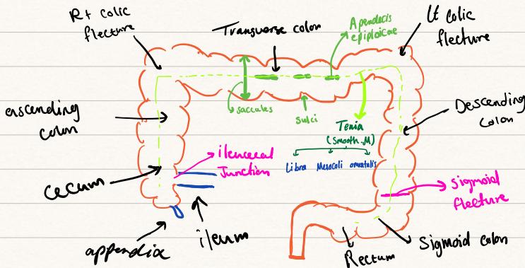 Large Intestine Anatomy and Landmarks