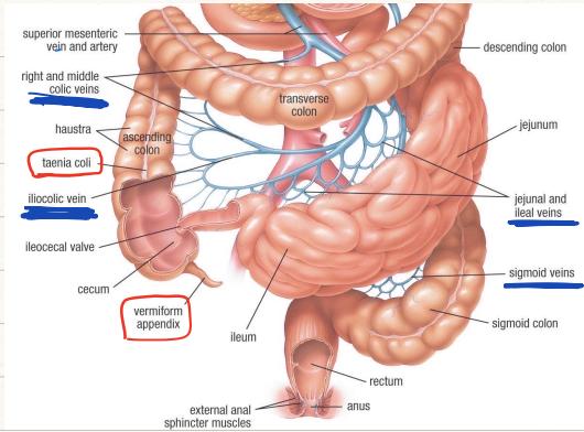 Abdominal Venous Drainage