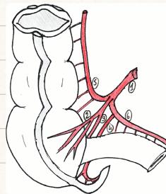Appendicular Artery Anatomy
