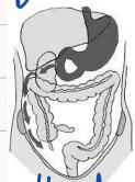 Right Iliac Fossa Anatomical Landmark