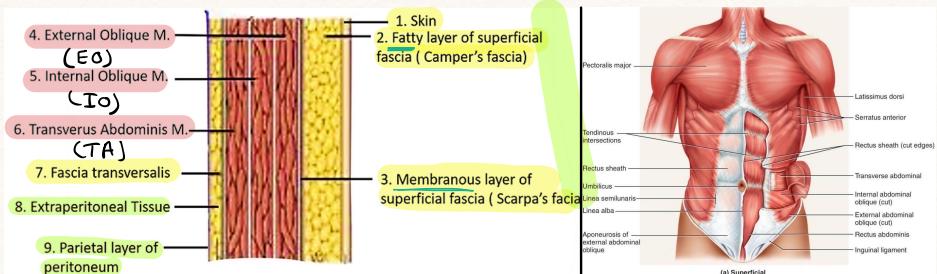 Abdominal Wall Layers