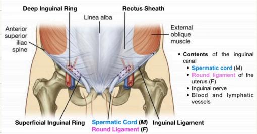 Inguinal Canal Anatomy