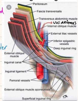 Inguinal Region Anatomy
