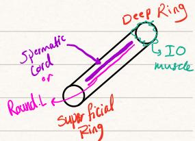Spermatic Cord Contents