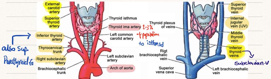 Thyroid Anatomy and Blood Supply
