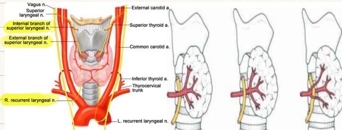 Thyroid Nerve Supply