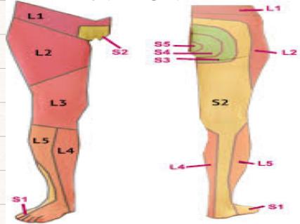 Sensory Nerve Distribution of Lower Leg and Foot