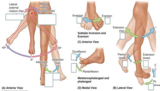 Joint Movement Testing