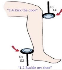 Patellar and Achilles Reflexes