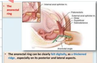 Anorectal Ring Anatomy