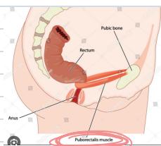 Pelvic Rectal Anatomy