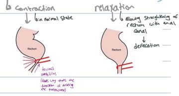 Puborectalis Muscle Contraction