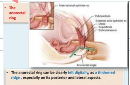 Anorectal Ring Anatomy
