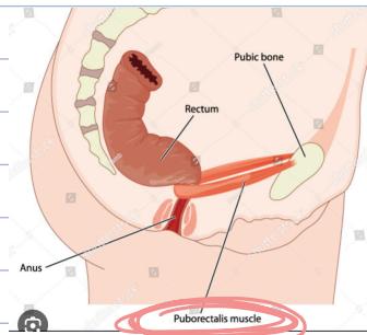 Pelvic Anatomy Diagram