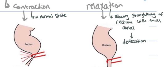Puborectalis Muscle Function