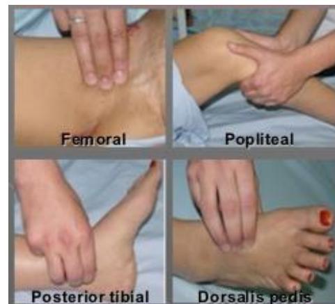 Lower limb pulse points