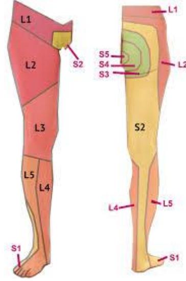 Lower limb dermatomes