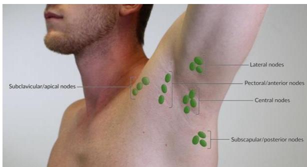 Axillary node stations