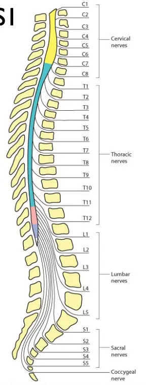 Nerve Root Levels
