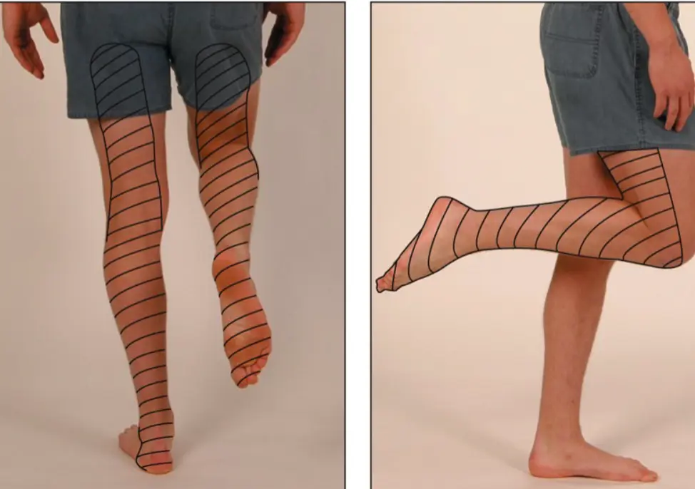 Sensory Distribution