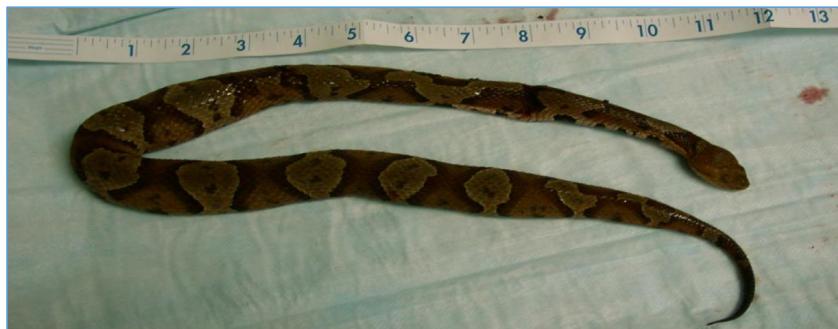 _page_74_Picture_3.jpeg|436x171