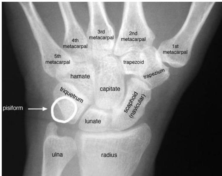 _page_91_Picture_3.jpeg|333x264