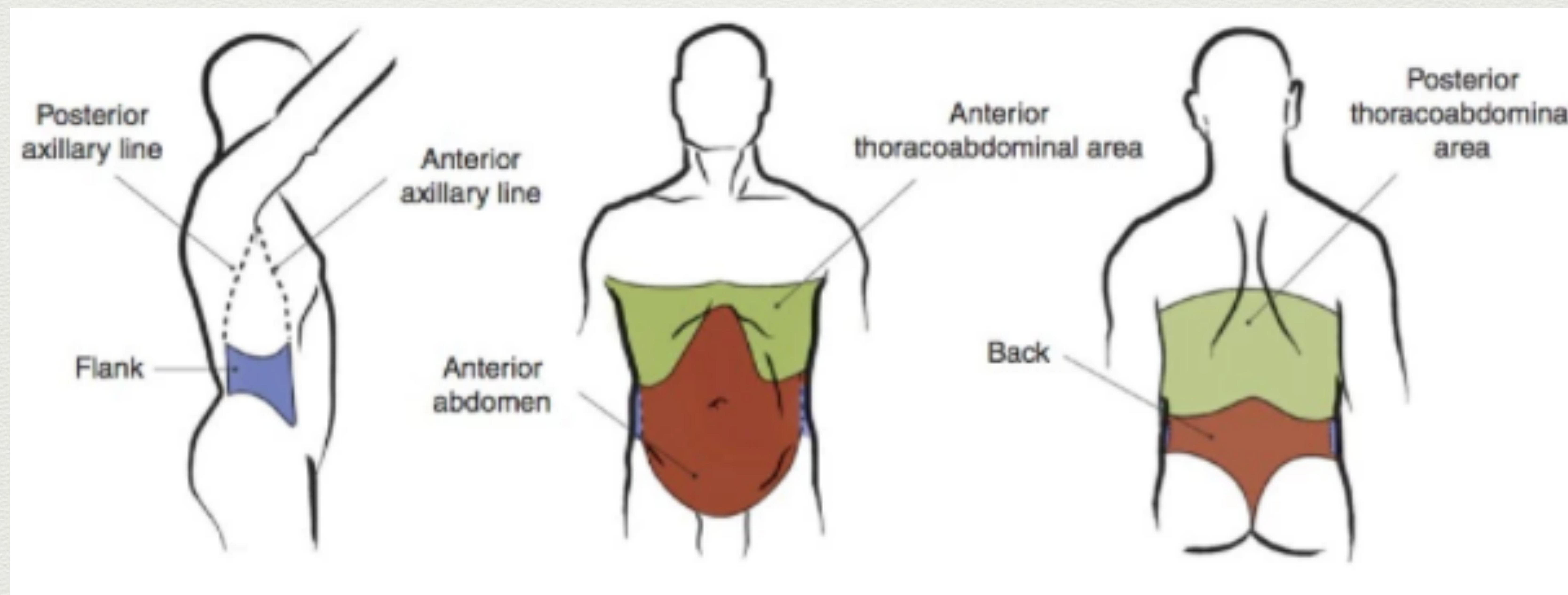 Anatomical regions of abdomen