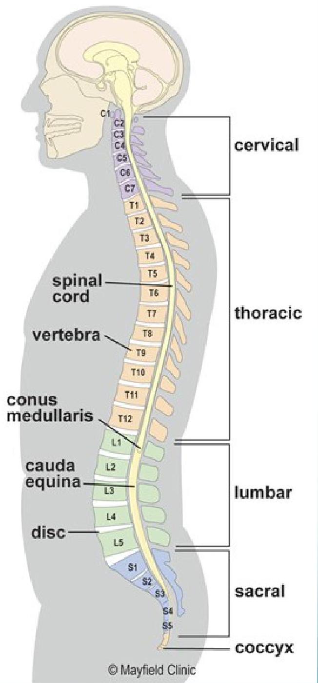 Low back pain img-1
