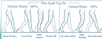 Normal gait cycle