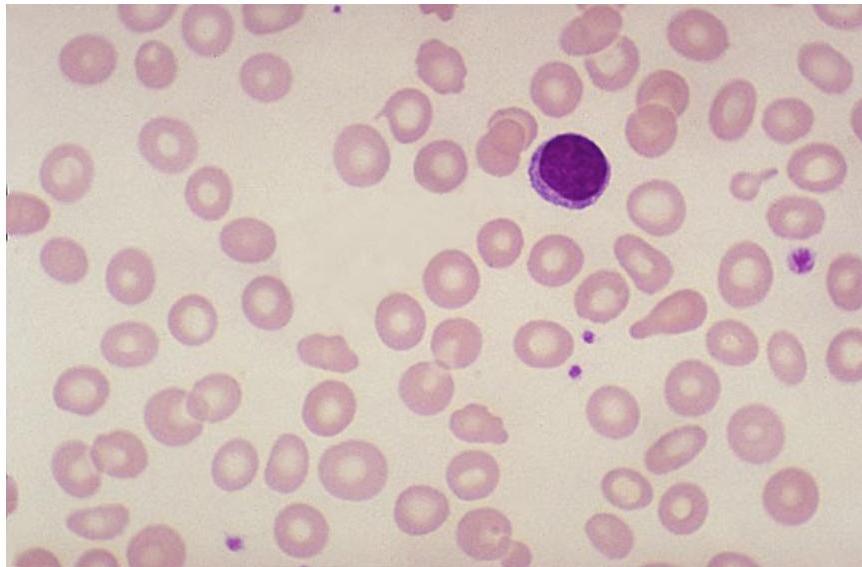 img-175.jpeg|358x235