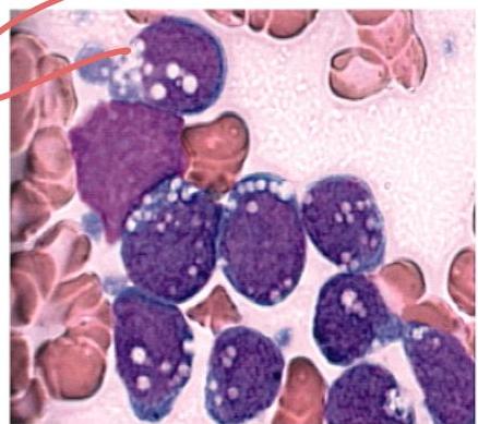 img-348.jpeg|275x244