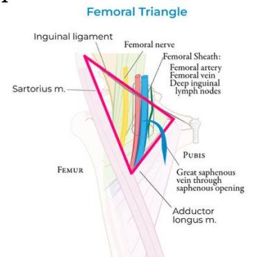 Femoral Triangle Anatomy