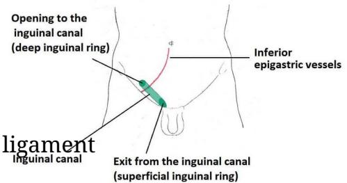 Inguinal Canal Anatomy