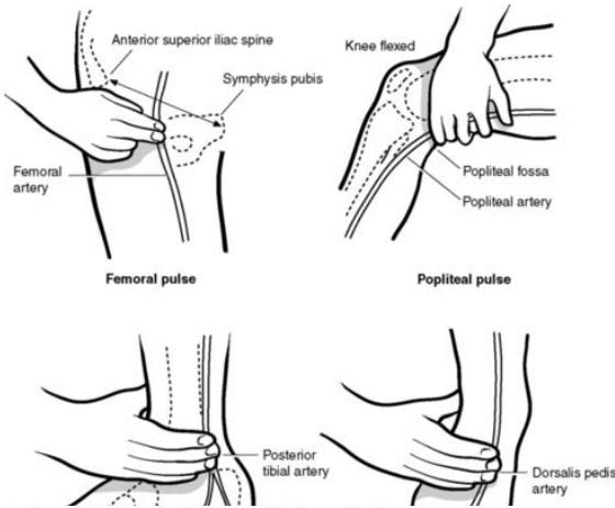 Pulse palpation sites