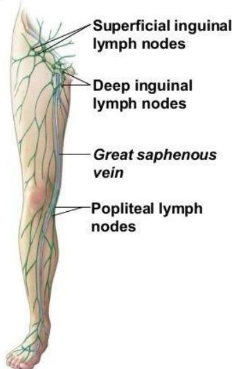 Lower limb lymphatics